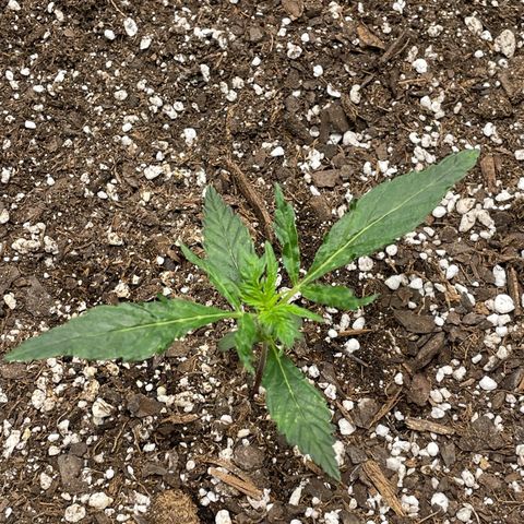 California Snow  growlog timeline photo