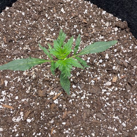 California Snow  growlog timeline photo