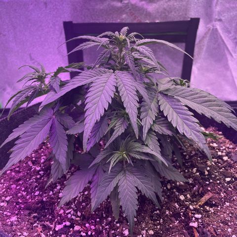 California Snow  growlog photo: Watering once a day since increasing/adding the light. Continues to look better 