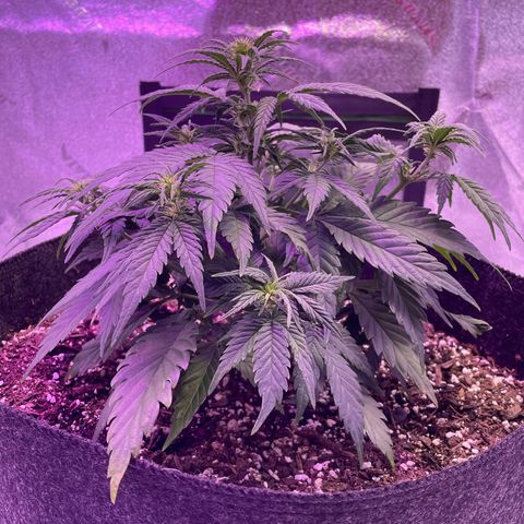 California Snow  growlog photo: 180ml of water 1-2 a day. 