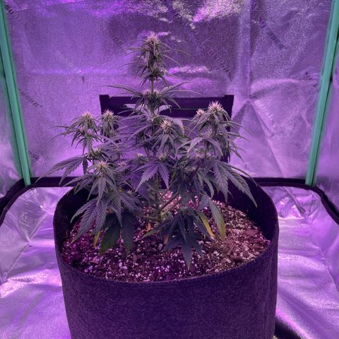 California Snow  growlog photo: Was underwatering and hurt it pretty bad. Bounced back after a few days of water and then I pruned the dead leaves. Looking better at the moment. 