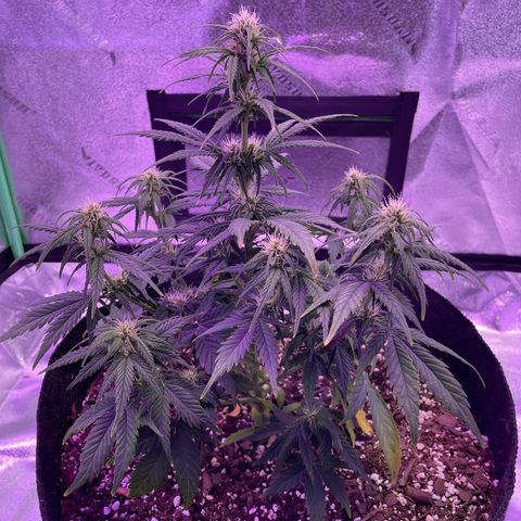 California Snow  growlog photo: Was underwatering and hurt it pretty bad. Bounced back after a few days of water and then I pruned the dead leaves. Looking better at the moment. 