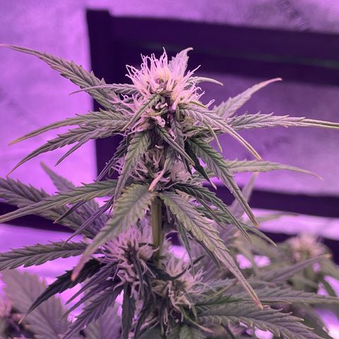 California Snow  growlog timeline photo