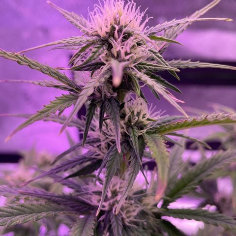 California Snow  growlog timeline photo