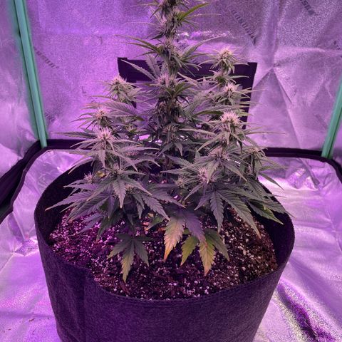 California Snow  growlog timeline photo