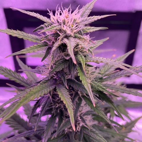 California Snow  growlog timeline photo