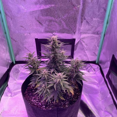 California Snow  growlog timeline photo