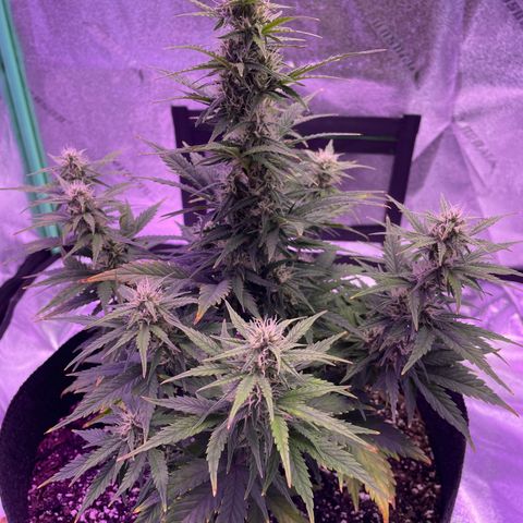 California Snow  growlog timeline photo