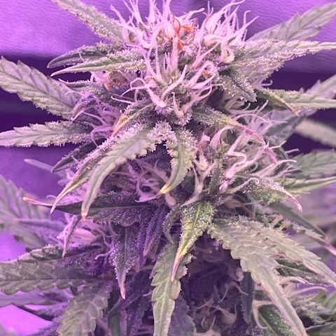 California Snow  growlog timeline photo