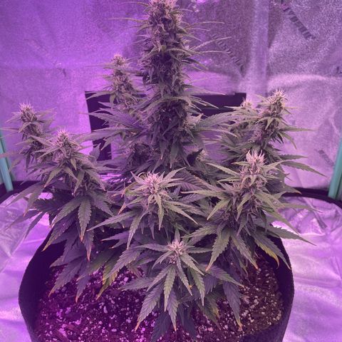 California Snow  growlog timeline photo