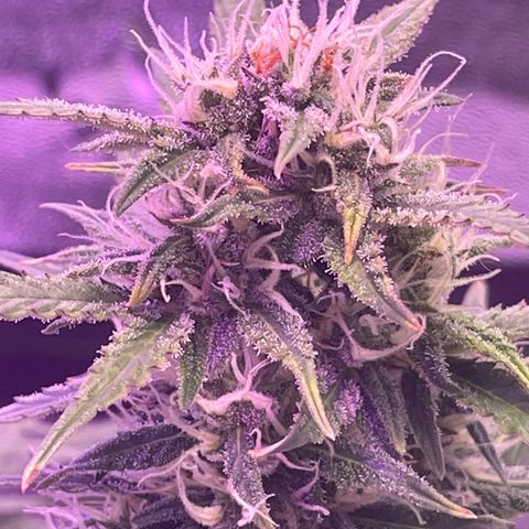 California Snow  growlog timeline photo