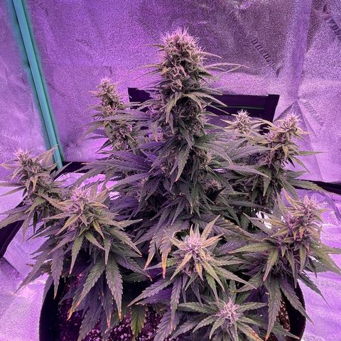 California Snow  growlog timeline photo