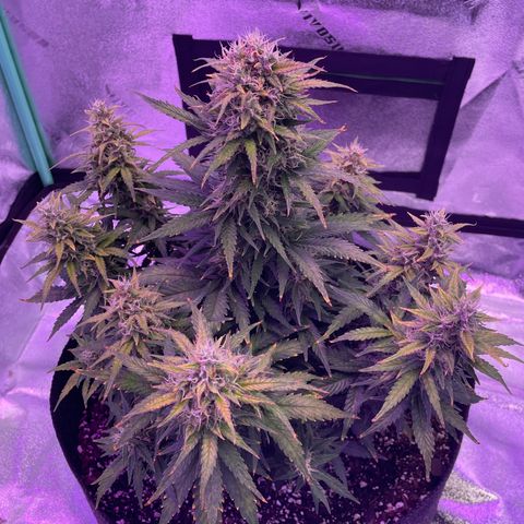 California Snow  growlog timeline photo