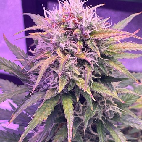 California Snow  growlog timeline photo