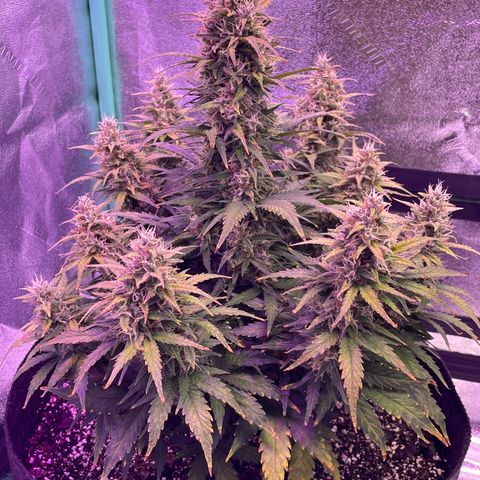 California Snow  growlog photo: Watered 64oz. 2 tsp nutrients 