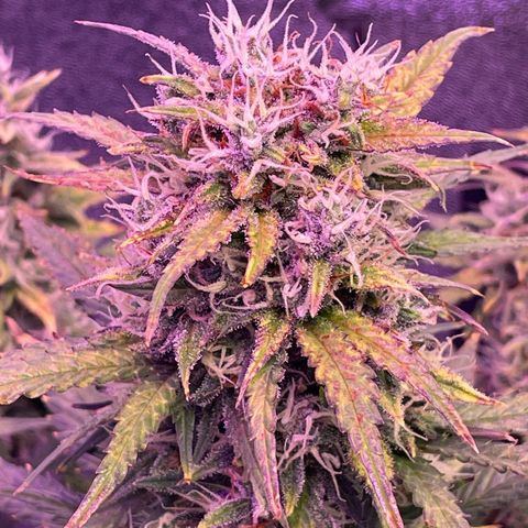 California Snow  growlog photo: Watered 64oz. 2 tsp nutrients 