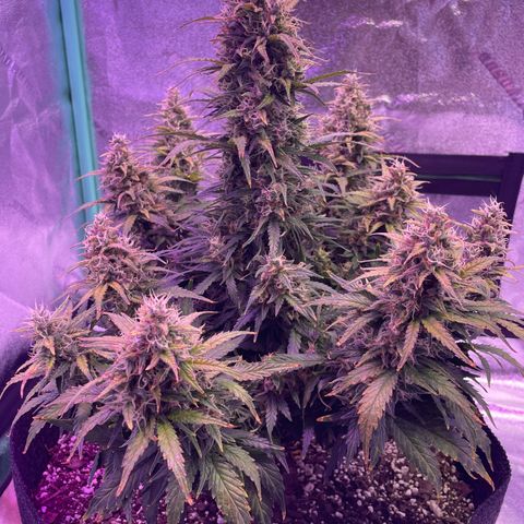 California Snow  growlog photo: Pruned fan leaves that were blocking Bud sites 