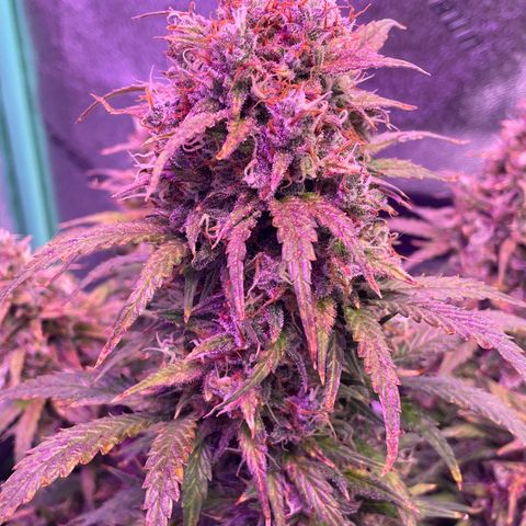 California Snow  growlog timeline photo