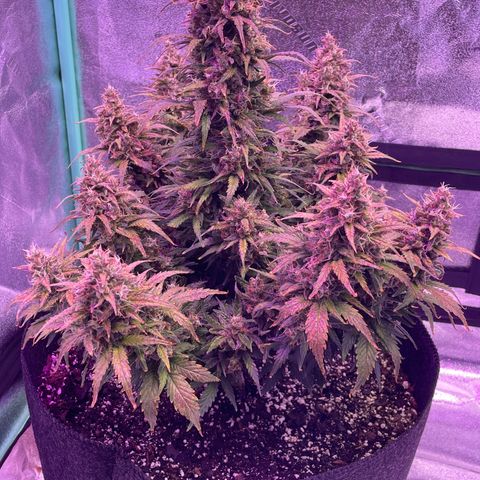 California Snow  growlog timeline photo