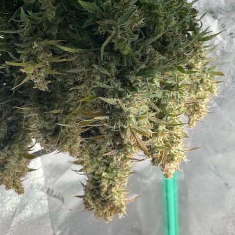 California Snow  growlog photo: Harvested. Trimmed fan leaves and hung inside tent. 