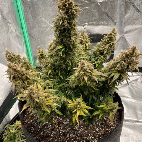 California Snow  growlog photo: Harvested. Trimmed fan leaves and hung inside tent. 