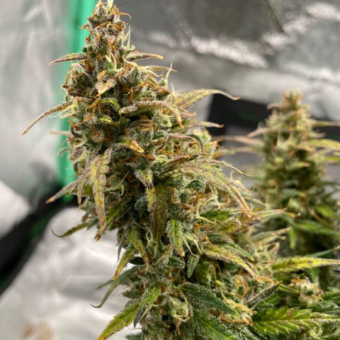 California Snow  growlog photo: Harvested. Trimmed fan leaves and hung inside tent. 