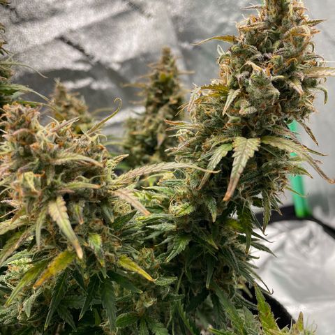 California Snow  growlog photo: Harvested. Trimmed fan leaves and hung inside tent. 