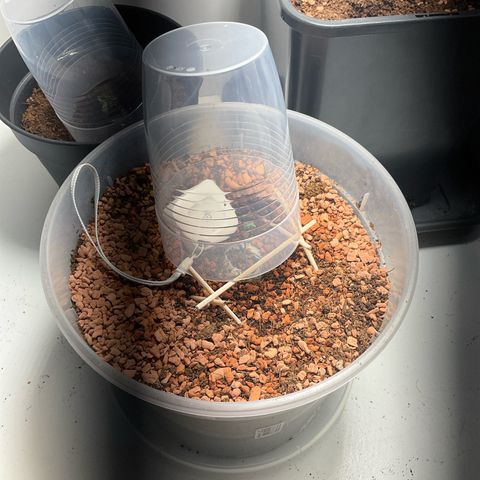 Nothern Light 1 growlog photo: 20:20 Uhr
