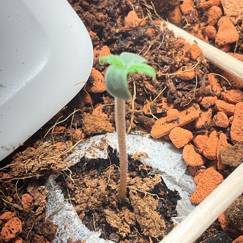 Nothern Light 1 growlog photo: 20:20 Uhr
