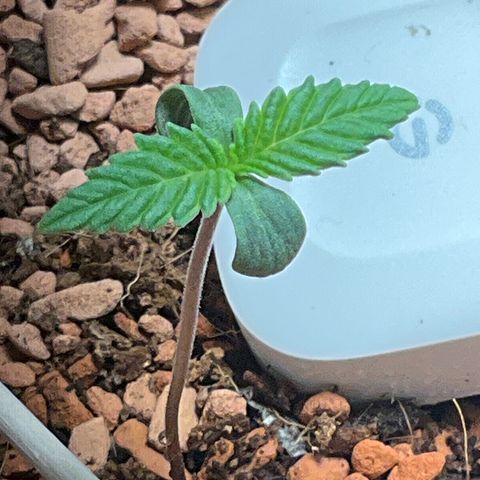 Nothern Light 1 growlog photo: 11 Uhr