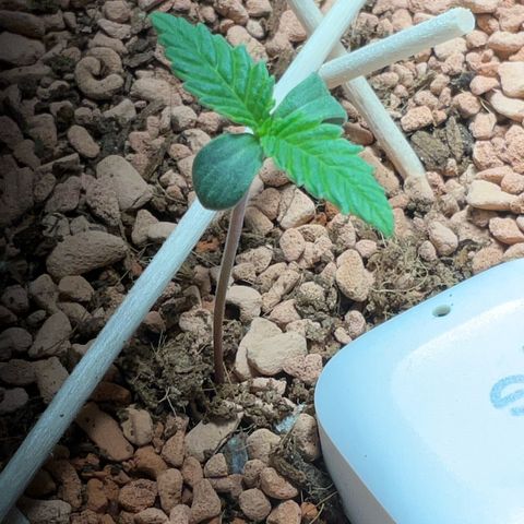 Nothern Light 1 growlog timeline photo