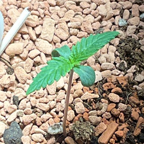 Nothern Light 1 growlog photo: 12 33