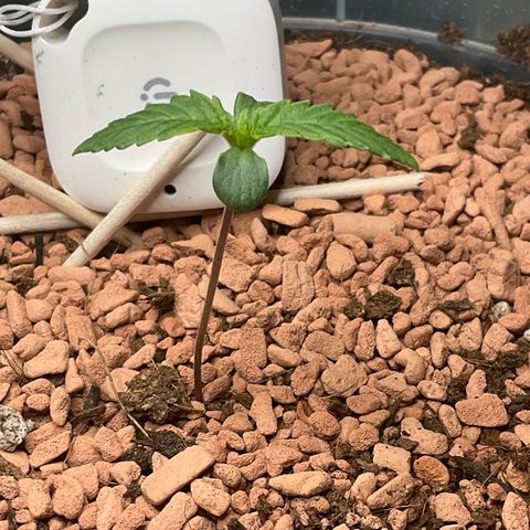 Nothern Light 1 growlog photo: Abendbilder