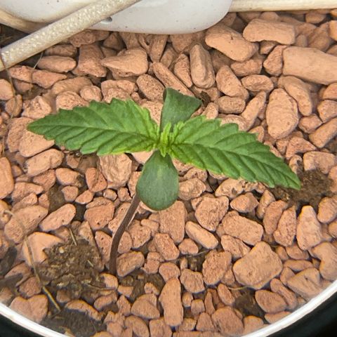 Nothern Light 1 growlog photo: Abendbilder