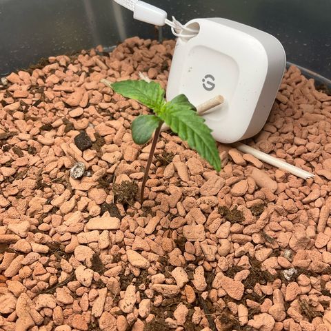 Nothern Light 1 growlog photo: Abendbilder