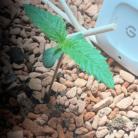 Nothern Light 1 growlog timeline photo