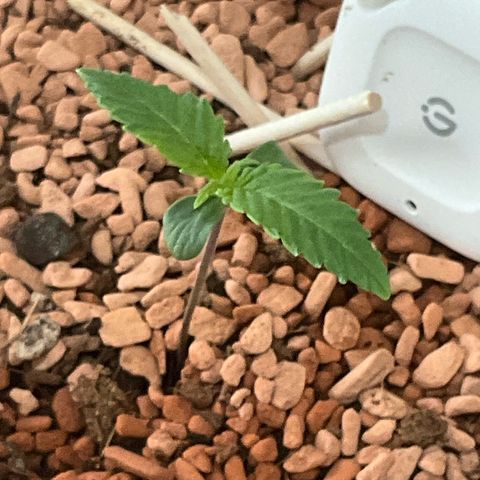 Nothern Light 1 growlog timeline photo
