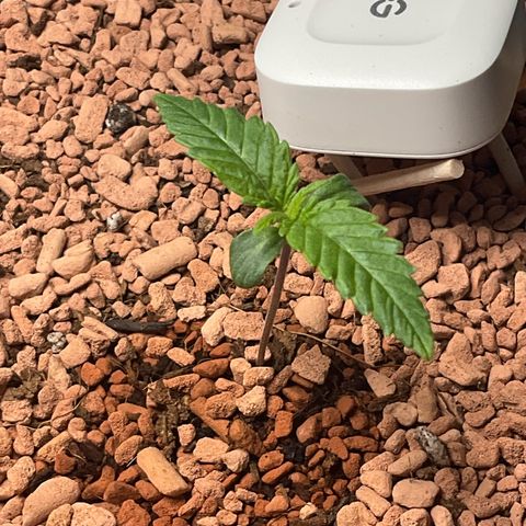 Nothern Light 1 growlog photo: Abends 