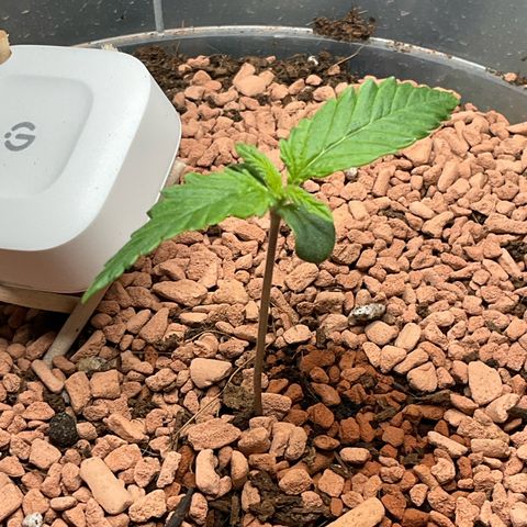 Nothern Light 1 growlog photo: 11 34