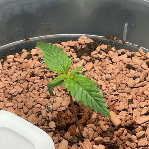 Nothern Light 1 growlog photo: 11 34