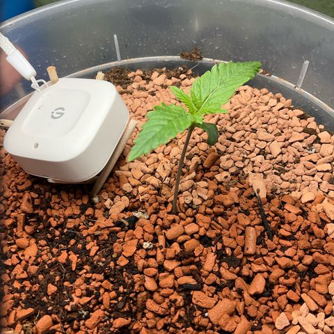 Nothern Light 1 growlog photo: 19 17