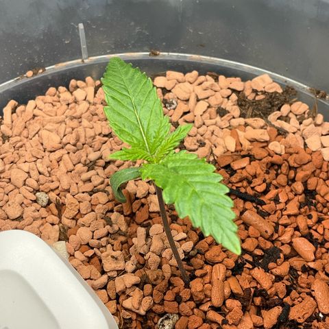 Nothern Light 1 growlog photo: 19 17