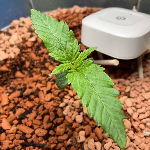 Nothern Light 1 growlog photo: 19 17