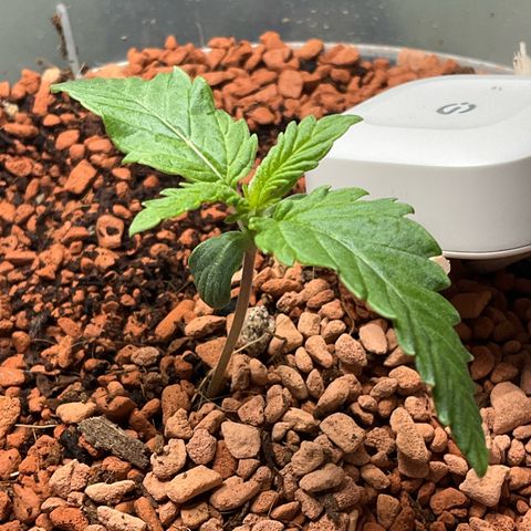 Nothern Light 1 growlog photo: 11 56