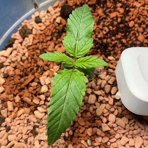 Nothern Light 1 growlog photo: 11 56