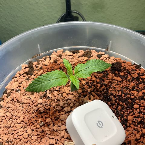 Nothern Light 1 growlog photo: 11 56