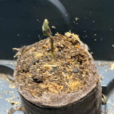 Wild 2 growlog timeline photo