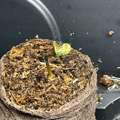 Wild 2 growlog timeline photo
