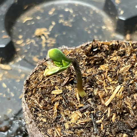 Wild 2 growlog timeline photo