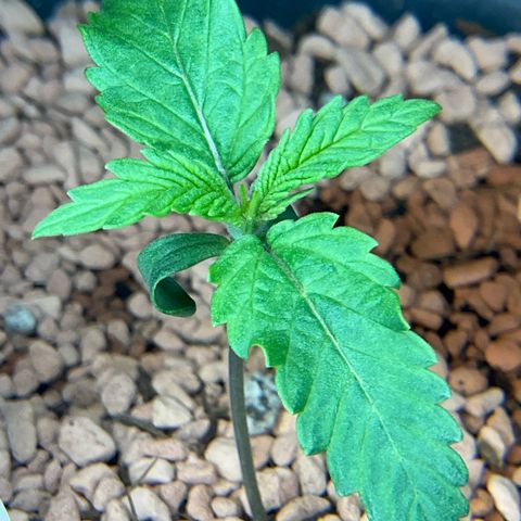 Nothern Light 1 growlog photo: Abends